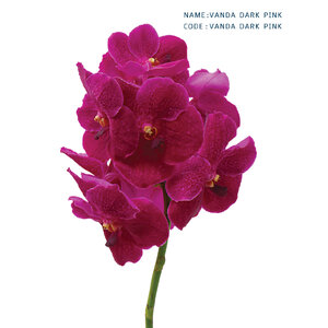 VANDA-DARK-PINK
