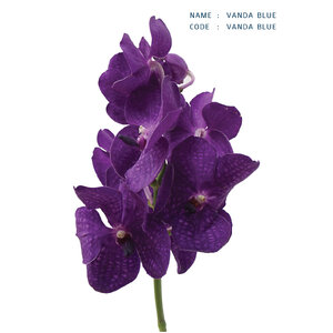 VANDA-BLUE