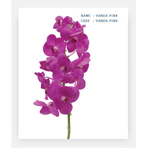 VANDA-PINK
