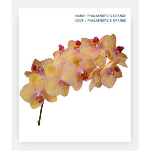 PHALAENOPSIS--ORANGE