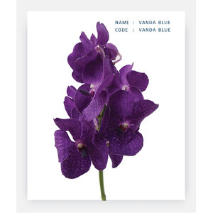 VANDA-BLUE