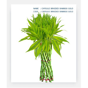 CAPSULE-BRAIDED-BAMBOO-GOLD