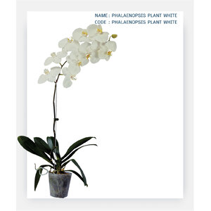 PHALAENOPSIS-PLANT-WHITE