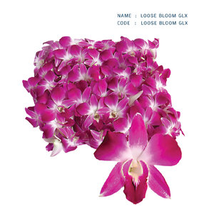 LOOSE-BLOOM-GLX