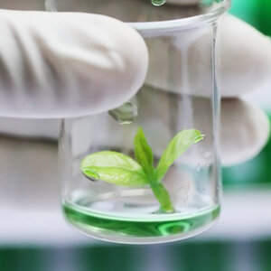 Plant Tissue Culture Supplies