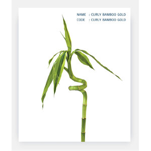 CURLY-BAMBOO-GOLD