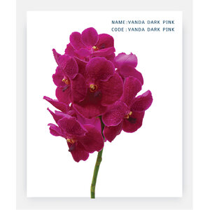 VANDA-DARK-PINK