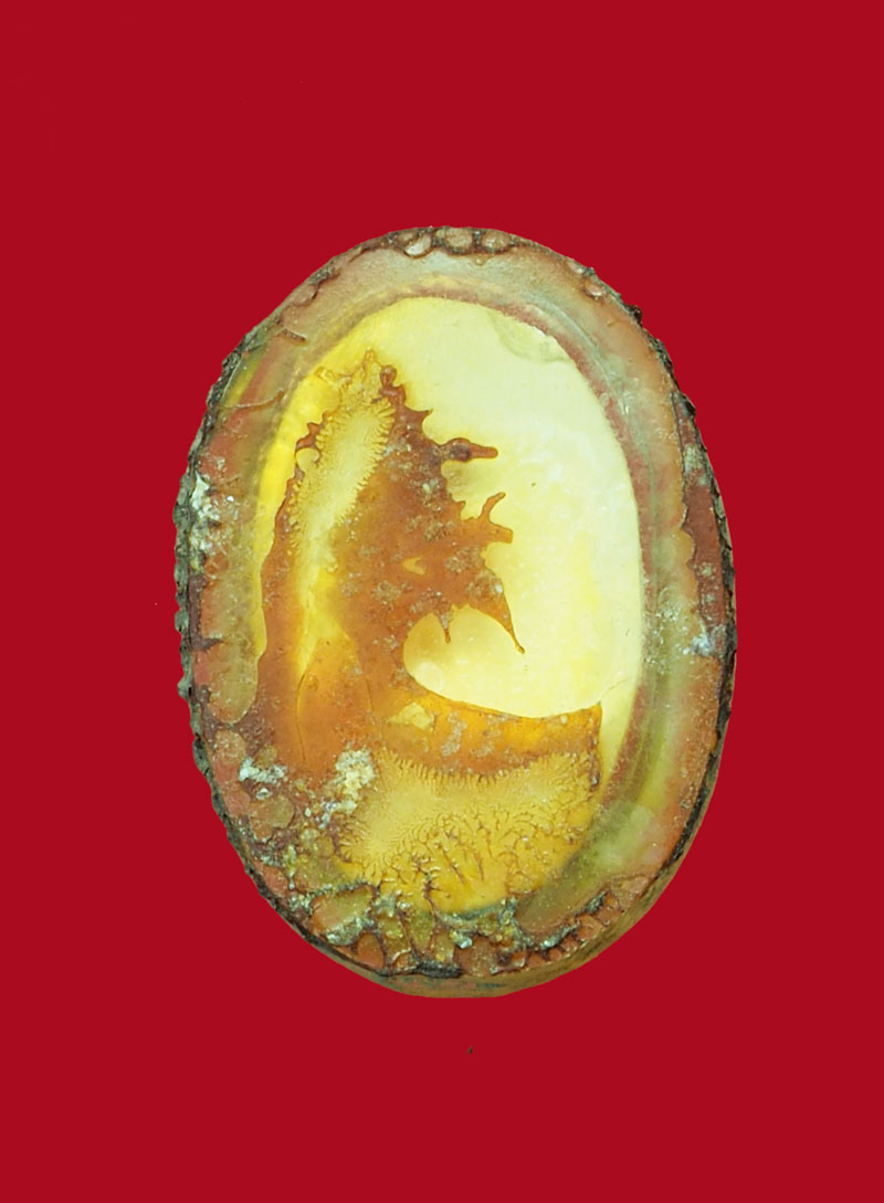 *30832 รูปถ่ายหลุดมากจากล็อกเก็ตหลวงพ่อไสว ไม่ทราบที่และปีสร้าง 4