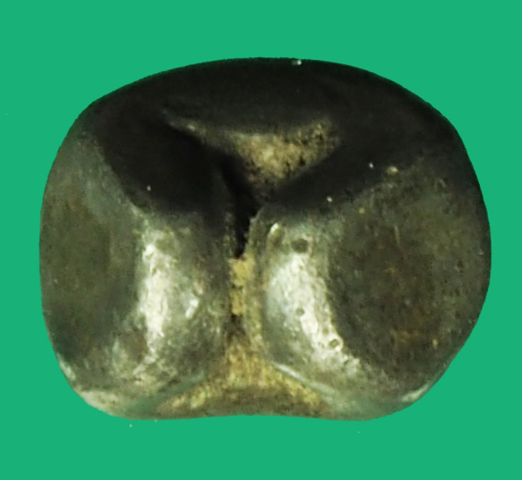 *37362 เงินพดด้วง 2 สองตรา ช้าง และหอยสังข์ สมัยอยุธยา น้ำหนักประมาณสลึงหนึ่ง เนื้อเงิน 10.1