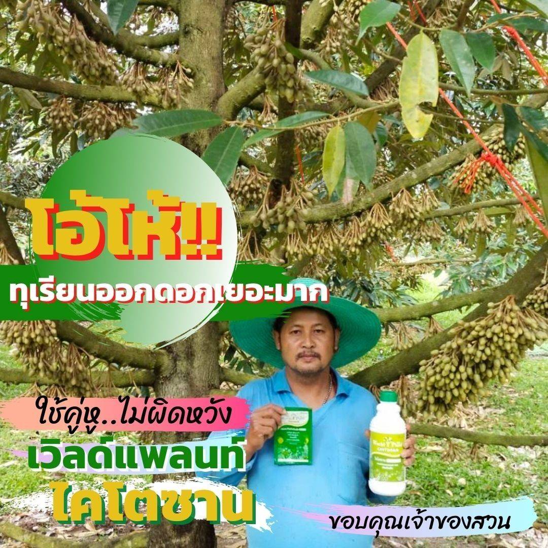 สวนทุเรียนเชื้อราใช้ เวิลด์แพลนท์