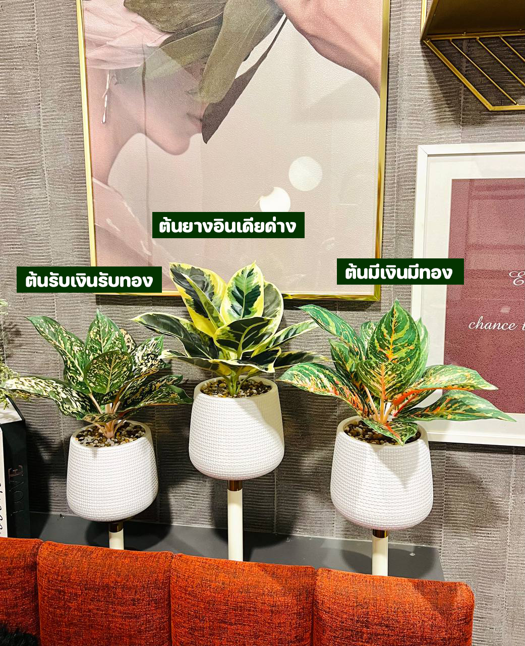 ต้นไม้ปลอม ชุด 3 กระถาง ยางอินเดียด่างปลอม มีเงินมีทองปลอม รับเงินรับทองปลอม