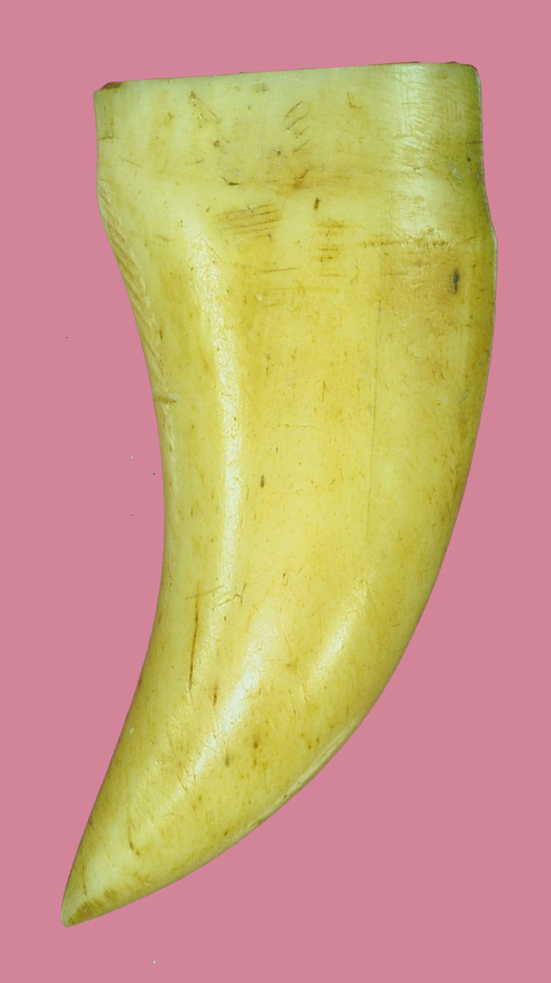 *38293 เขี้ยวเก่า เจ้าของเดิมเลี่ยมจับชอบด้านบนไว้แล้วหลุดออก 12