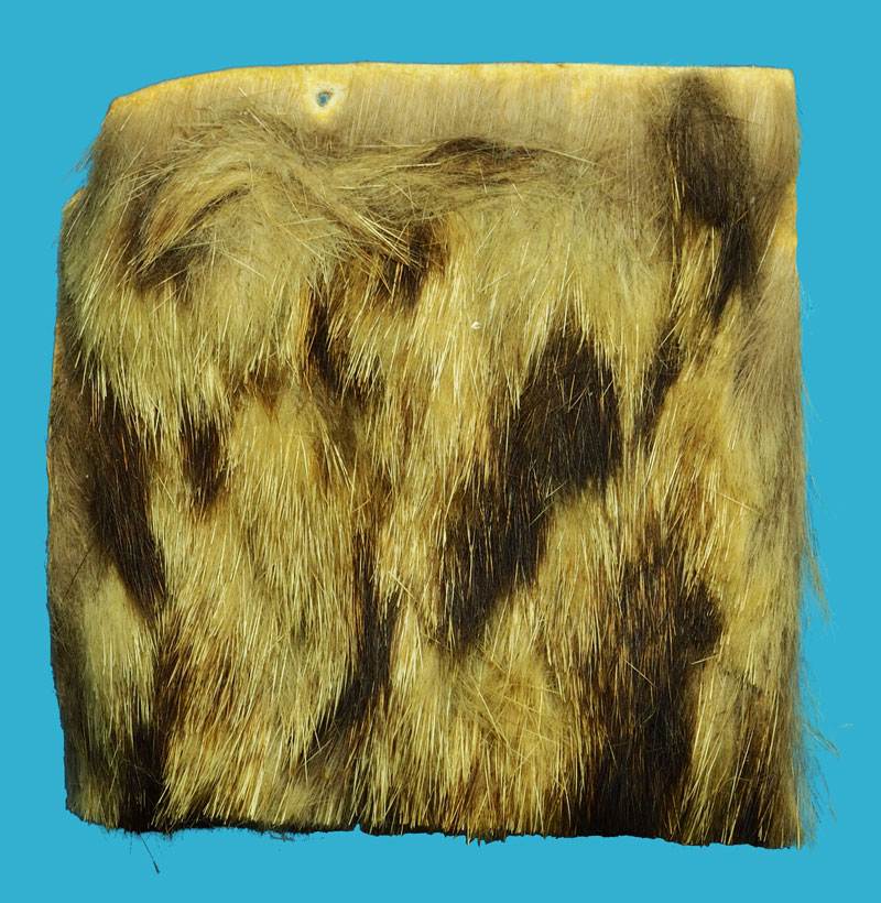 *36615 แผ่นหนัง จารมือเก่า ไม่ทราบที่ และปีสร้าง (ตามภาพ) 12