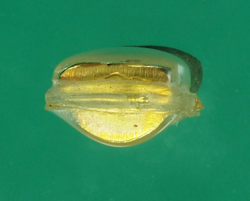 *29127 พระชัยวัฒน์ กระหลั่ยทอง เลี่ยมพลาสติกก่า ไม่ทราบที่ 7