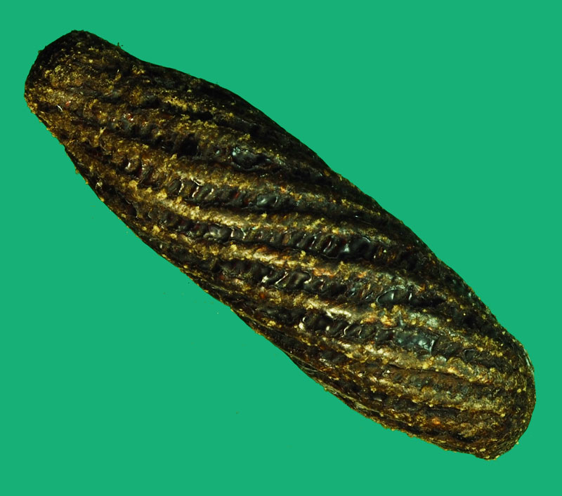 *36161 เครื่องรางลงรักถักเชือก ไม่ทราบที่และปีสร้างดูเก่า เล่นแค่ชอบ 12