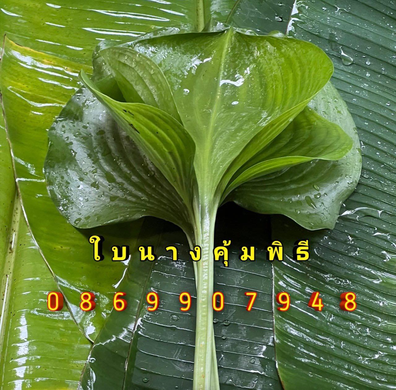 ใบนางคุ้มพิธี