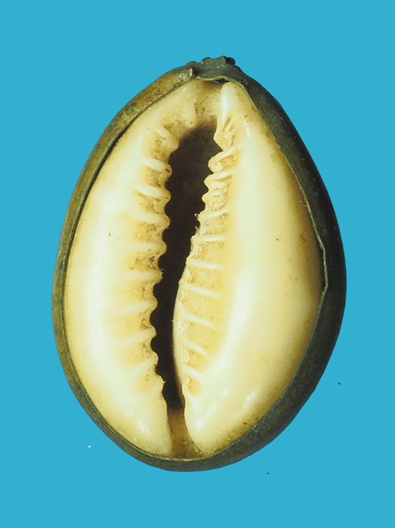 ขายแล้ว*32859เบี้ยจั่นอธิษฐาน แม่ชีบุญเรือนวัดอาวุธ กรุงเทพ(ขายแล้ว)12