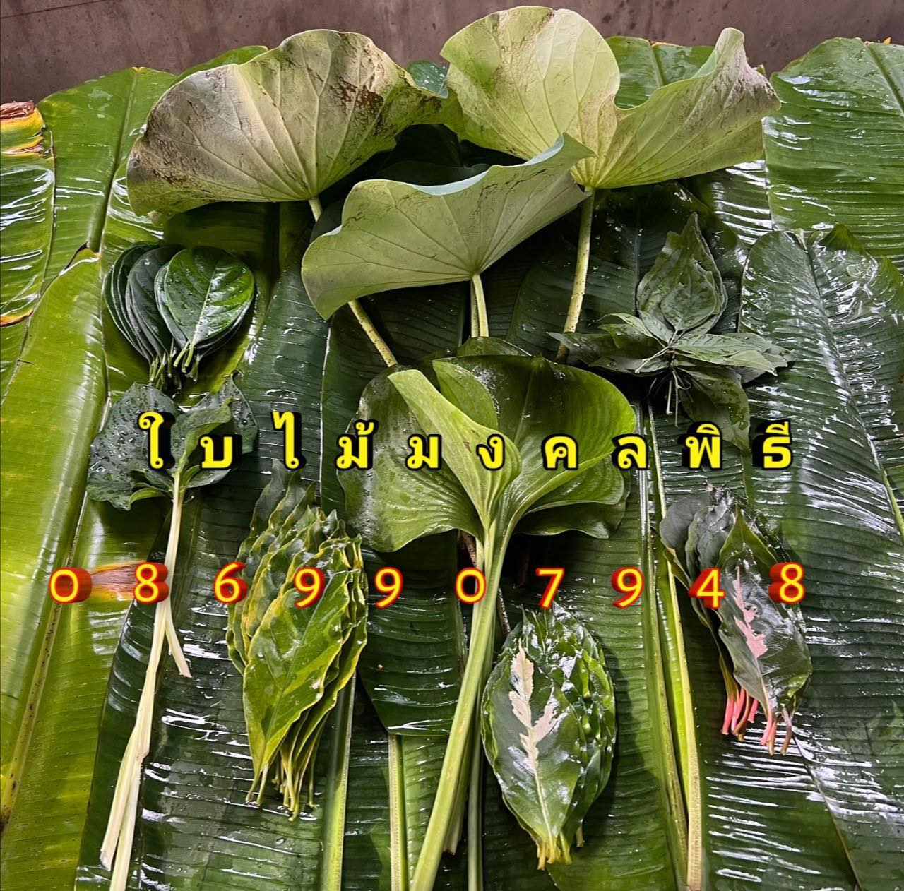 ใบไม้มงคลพิธี