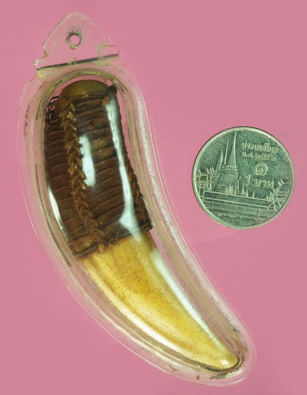 ขายแล้ว*37800 เขี้ยวถักลวดเก่า เลี่ยมพลาสติกเก่าทับอีกชั้นหนึ่ง 12