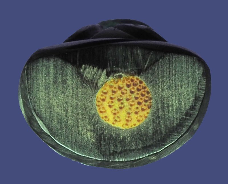 ขายแล้ว*39645 พระปิดตา เขาควายแกะอุดกริ่ง พอมีอายุ ไม่ทราบที่และปีสร้าง 12