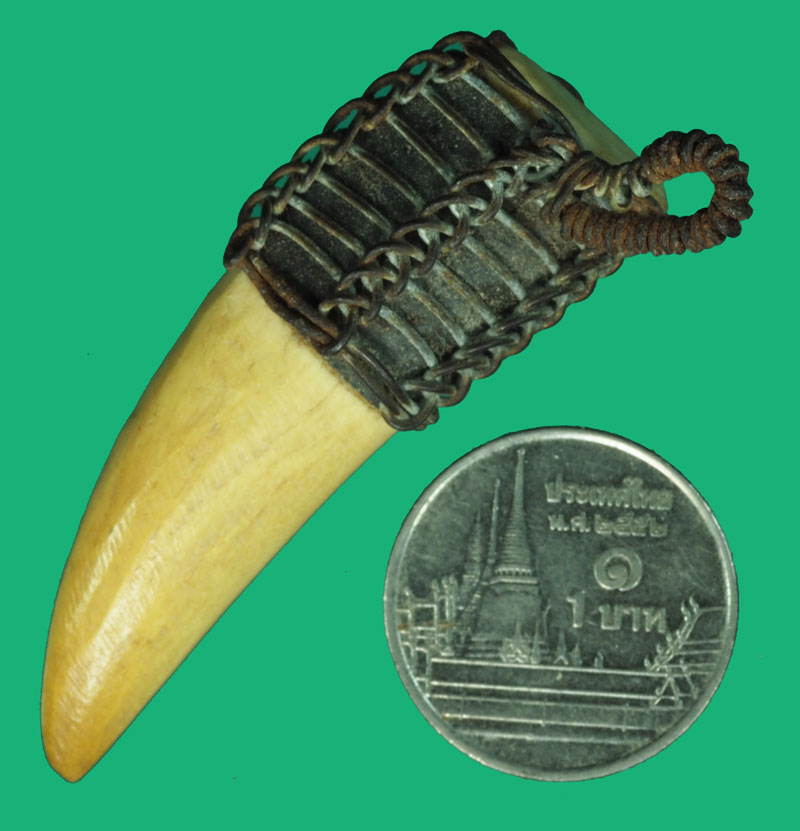 ขายเเล้ว*37291 เขี้ยวถักลวดโบราณเก่า ไม่ทราบที่และปีสร้าง 12