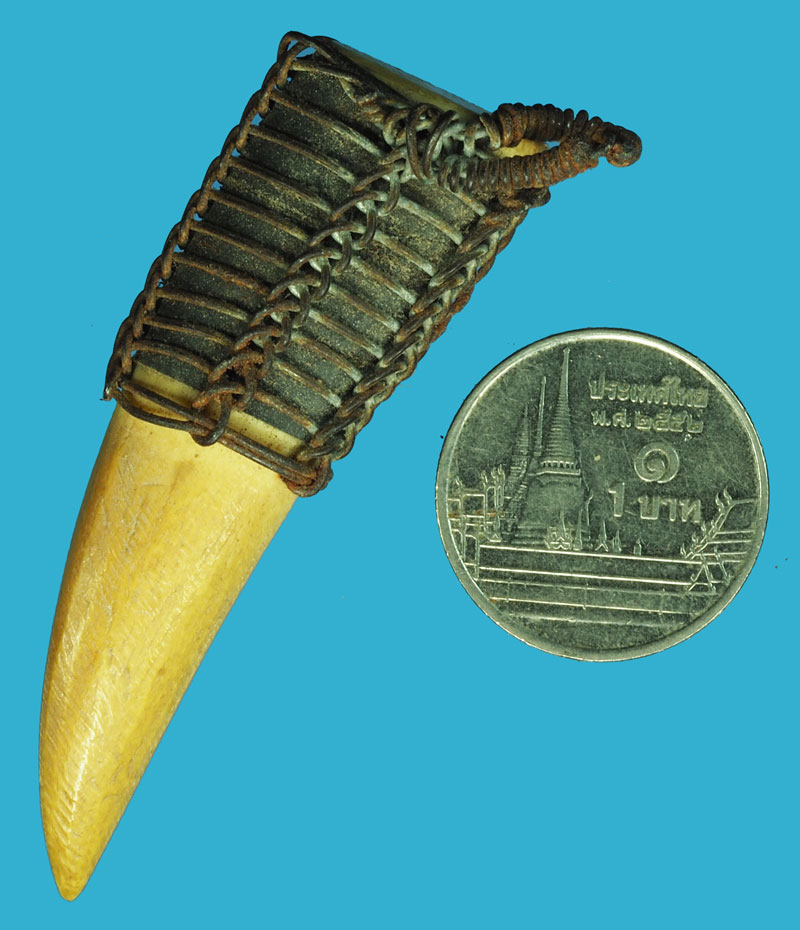 ขายแล้ว*37353 เขี้ยวเสื้อถักลวดเก่า ไม่ทราบที่และปีสร้าง 12