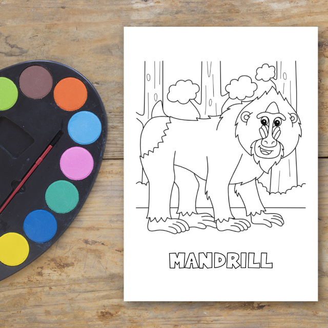 สมุดระบายสีสัตว์ป่า Safari Animals Coloring Book