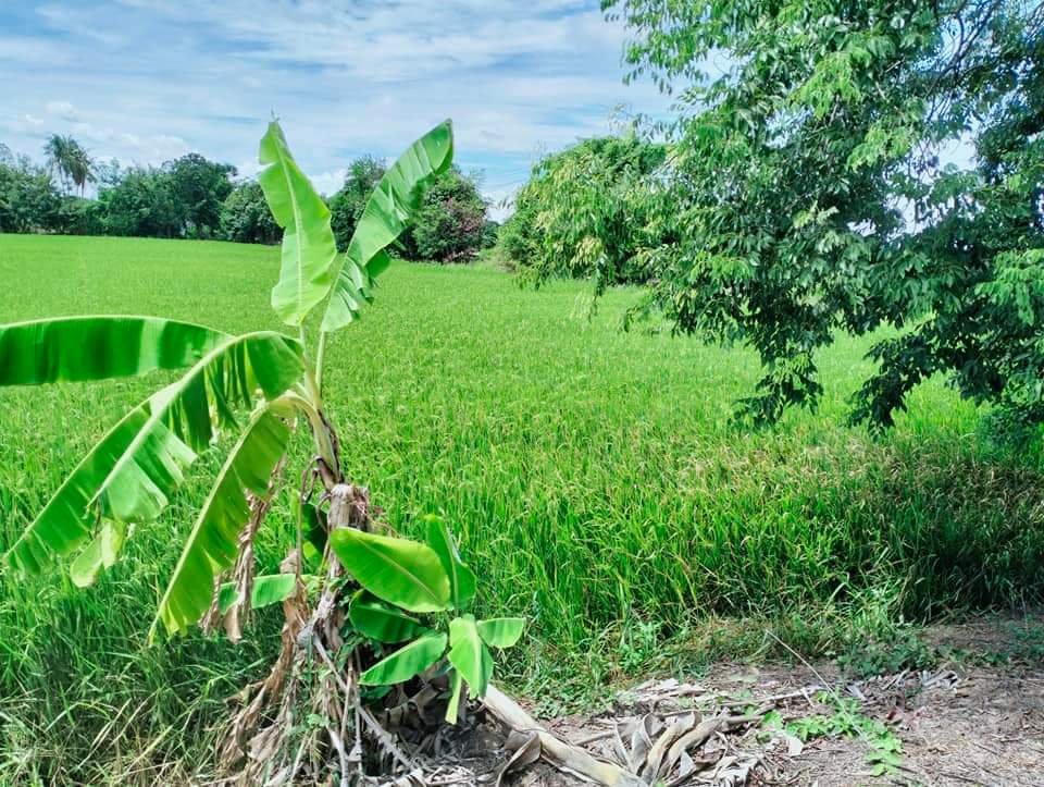 ที่ดินที่นา พื้นที่ 11-1-90 ไร่ สามชุก สุพรรณบุรี