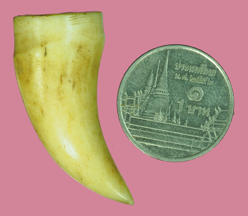 *38293 เขี้ยวเก่า เจ้าของเดิมเลี่ยมจับชอบด้านบนไว้แล้วหลุดออก 12