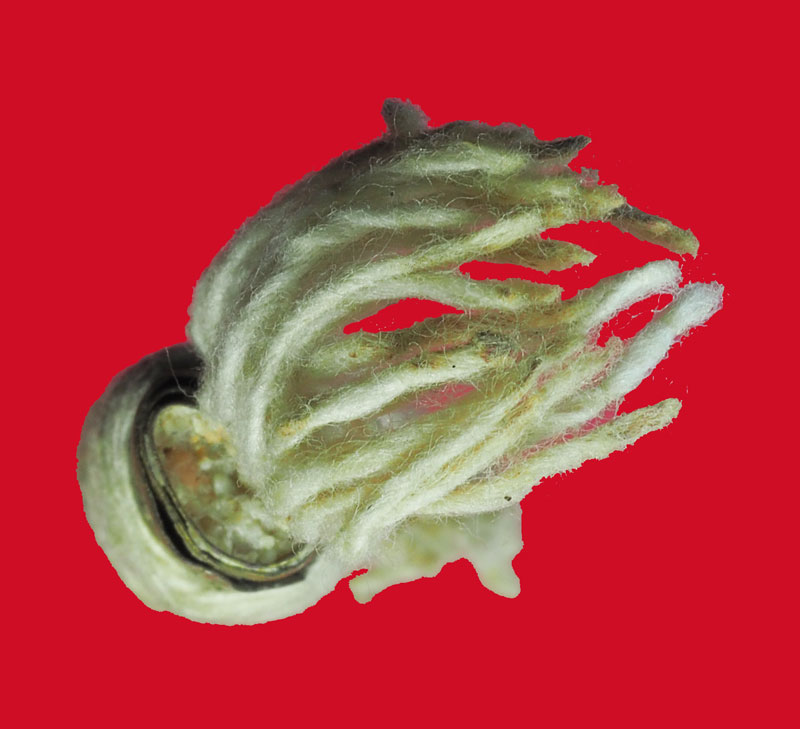 *32000 แผ่นตะกรุดม้วน ไม่ทราบที่และปีสร้าง 12