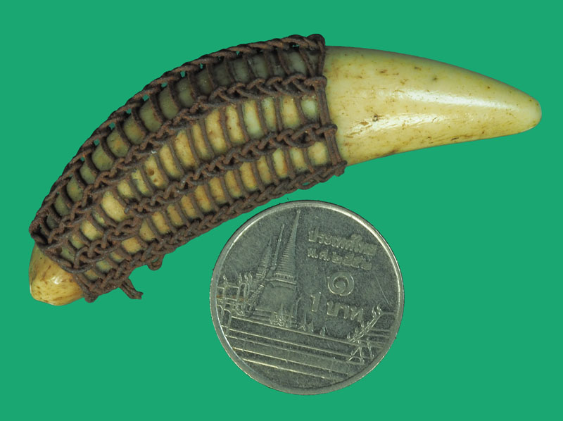 ขายแล้ว*35504 เขี้ยว ถักด้วยลวดแบบโบราณ เก่าๆ (จ้ดเป็นเครื่องรางชนิดหนึ่ง) 12