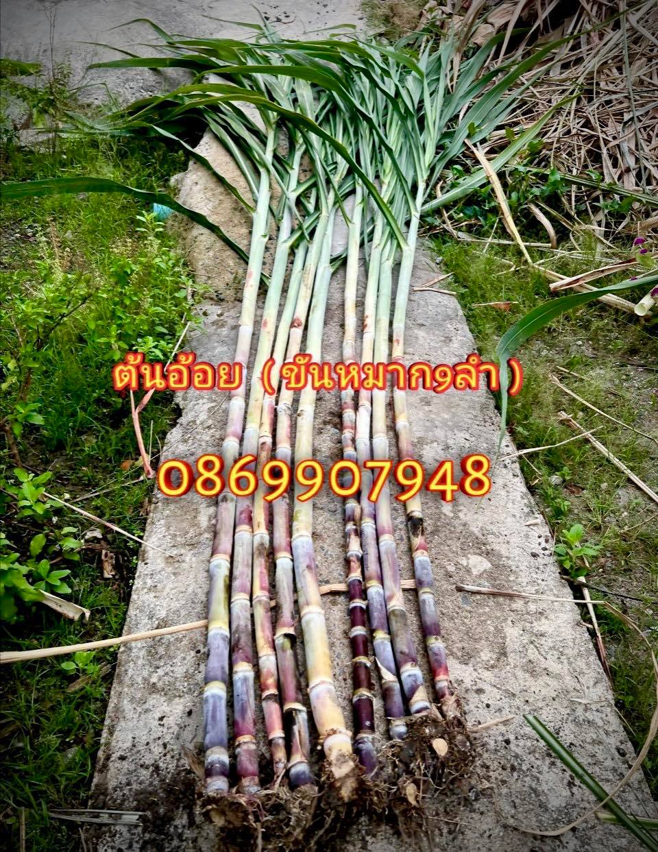 ต้นอ้อยพิธี