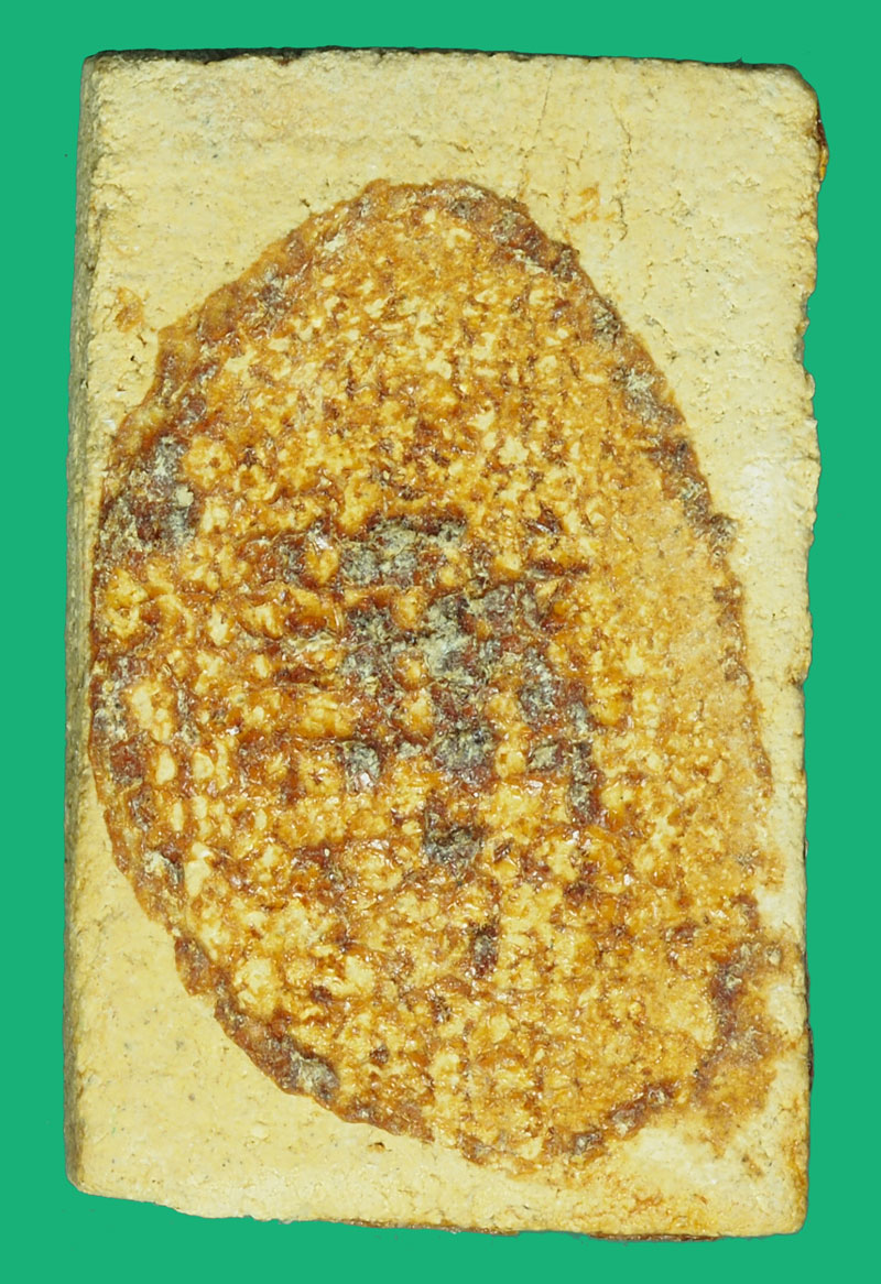 ขายแล้ว*37137 พระผงพิมพ์นาคปรก วัดเกาะลอย ปี 2514 ระยอง (หลวงปู่ทิม วัดระหารไร่ ร่วมปลุกเสก) 67