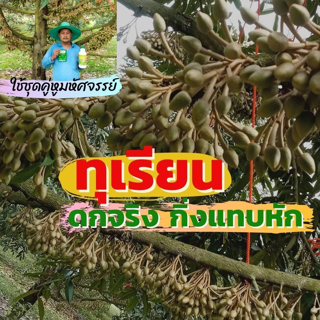 ทุเรียนดอกติดดีใช้เวิลด์แพลนท์