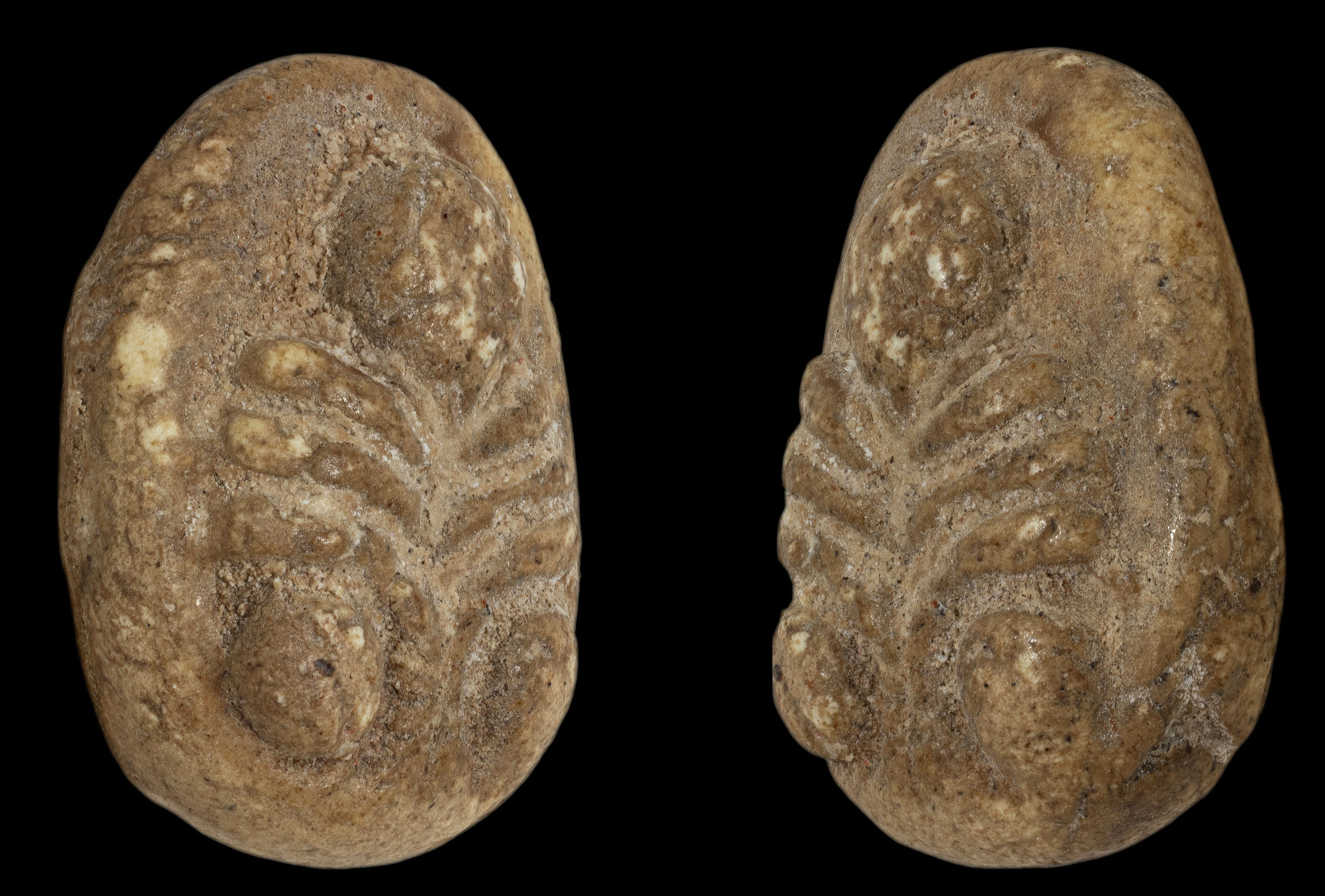 พระปิดตาพิมพ์จั๊กจั่น กรุวัดอัมพวา