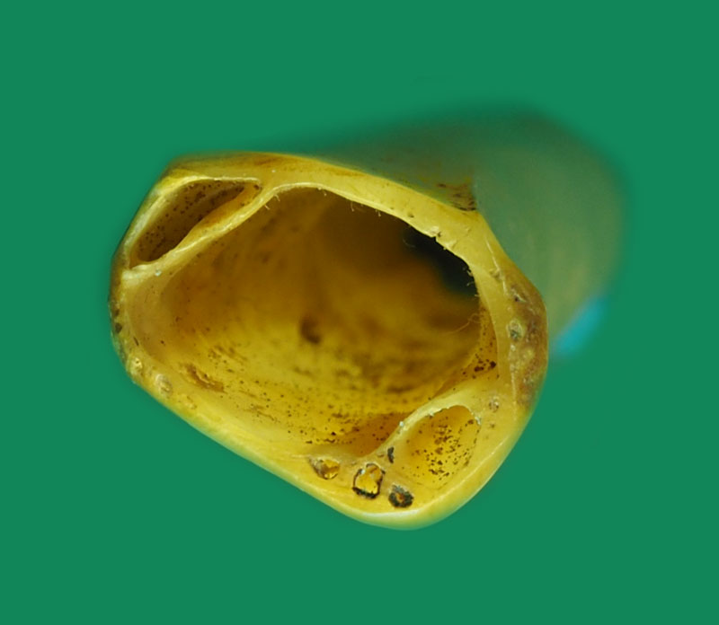 *31830 ตะกรุดกระดูกแร้งเก่า มีจารทั้งเก่าทั้งอัน ไม่ทราบที่ 13