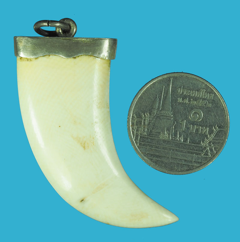 *38478 เขี้ยว เลี่ยมจับขอบเงินด้านบน เป็นเครื่องราง 12