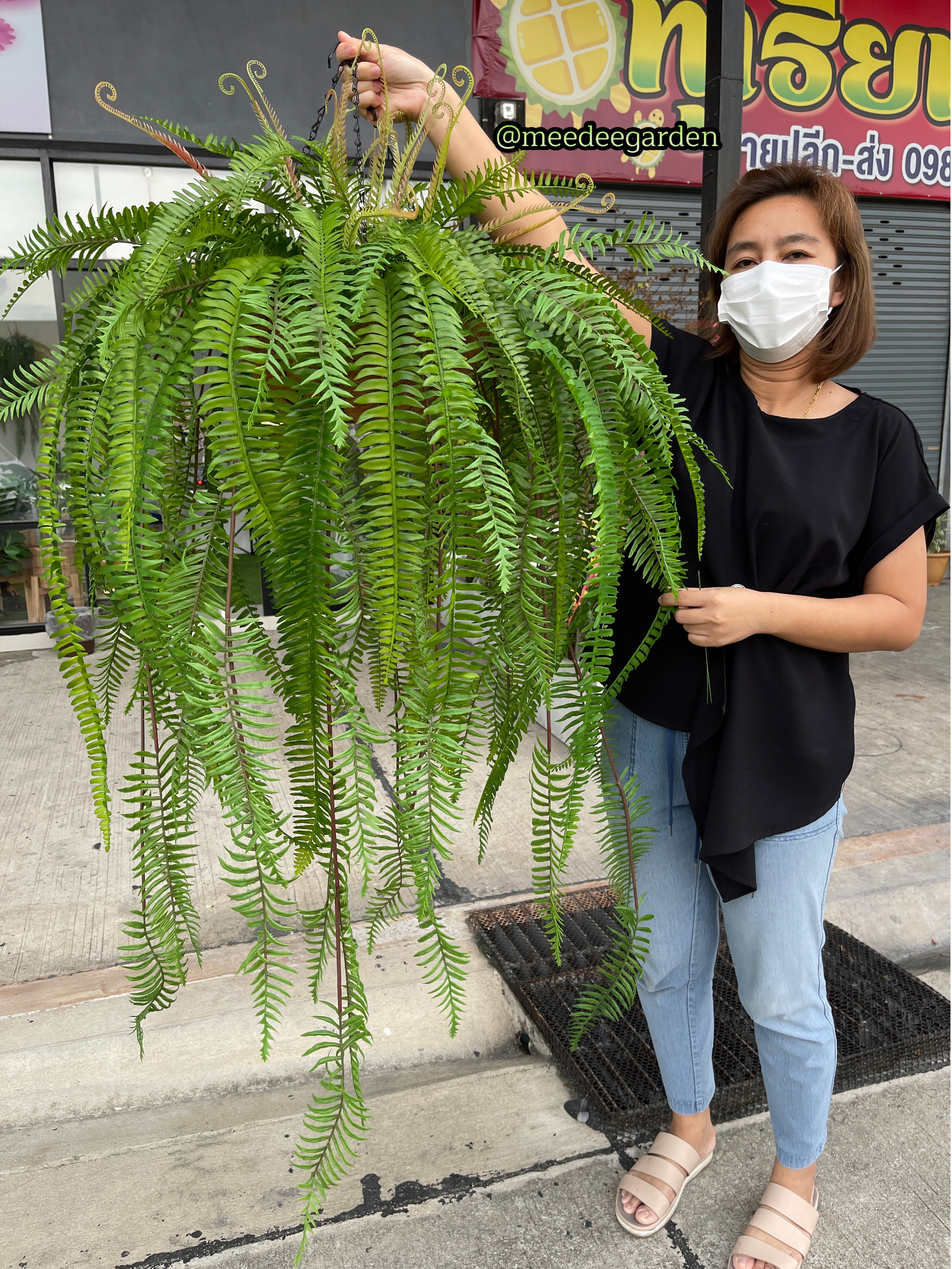 ต้นเฟิร์นปลอมแบบแขวน กระเช้าเฟิร์นปลอมเสมือนจริง งานเกรดพรีเมี่ยม ราคาปลีก-ส่ง