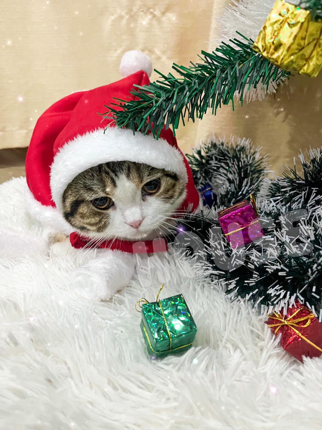 ชุดคลุมซานต้าคลอส สำหรับน้องหมา น้องแมว