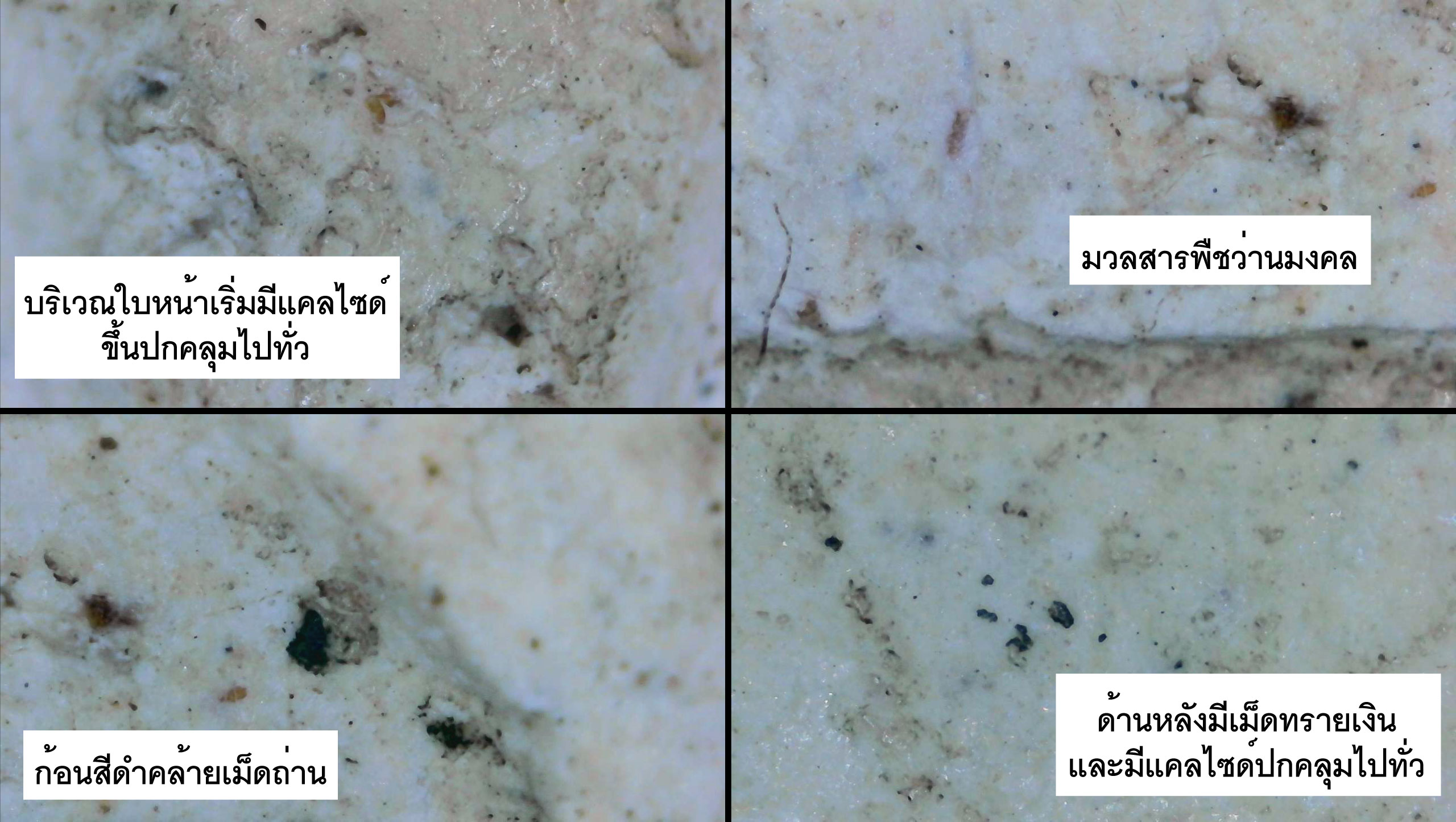 พระสมเด็จนางพญา วัดอ่างทอง พิธีสร้างเขื่อน ปี 2495 มวลสารพระสมเด็จเกศไชโย