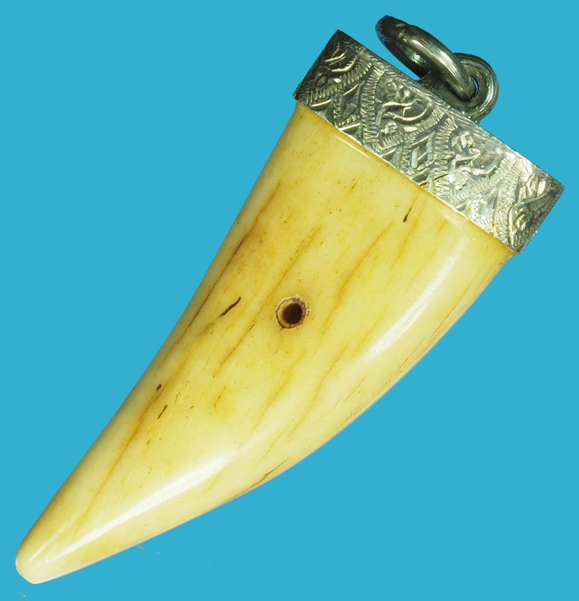 ขายแล้ว*37539 เขี้ยว เจาะบริเวณตรงกลาง เก่าพอมีอายุ เลี่ยมจับขอบเงิน 12