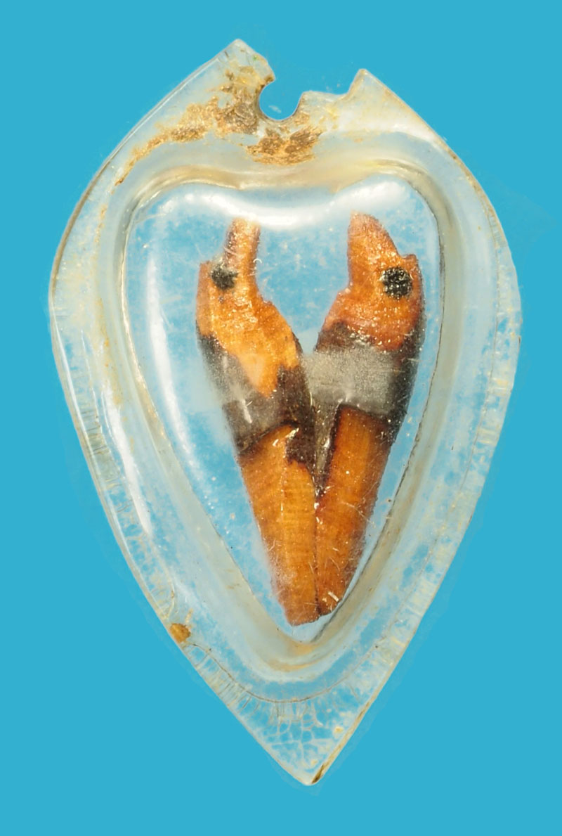 *35347 สาริกาคู่ไม้แกะ เลี่ยมพลาสติกเก่าไม่ทราบที่ 12