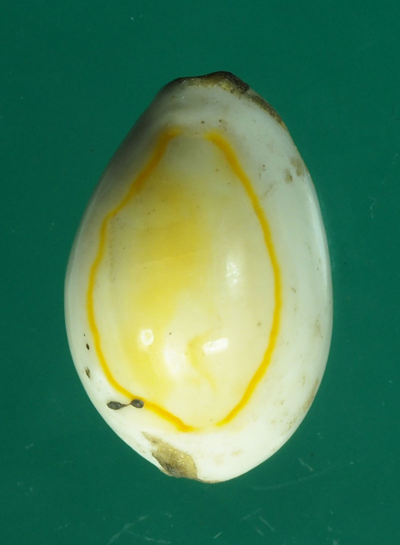 *28819 เบี้ยแก้ ไม่ทราบที่และปีสร้าง 12