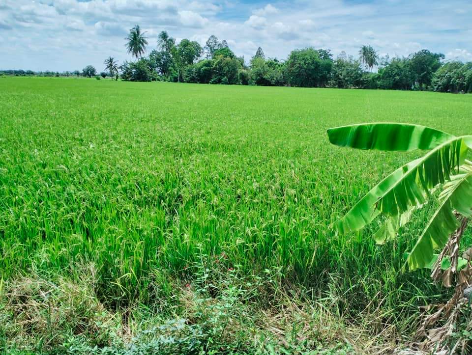 ที่ดินที่นา พื้นที่ 11-1-90 ไร่ สามชุก สุพรรณบุรี