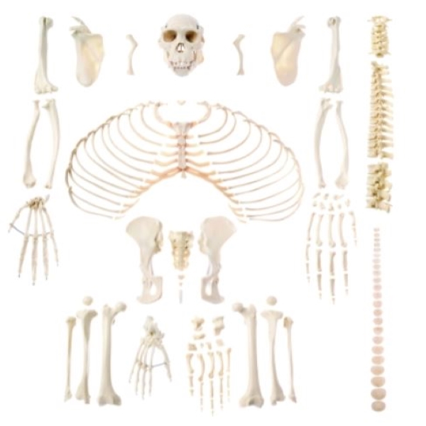 Artificial Skeleton of Chimpanzee