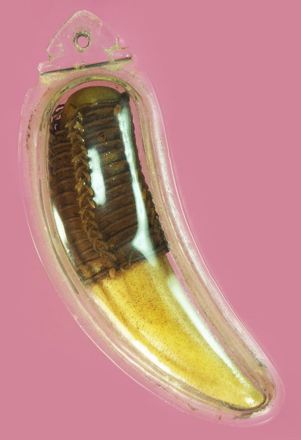 ขายแล้ว*37800 เขี้ยวถักลวดเก่า เลี่ยมพลาสติกเก่าทับอีกชั้นหนึ่ง 12