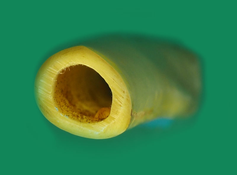 *31830 ตะกรุดกระดูกแร้งเก่า มีจารทั้งเก่าทั้งอัน ไม่ทราบที่ 13