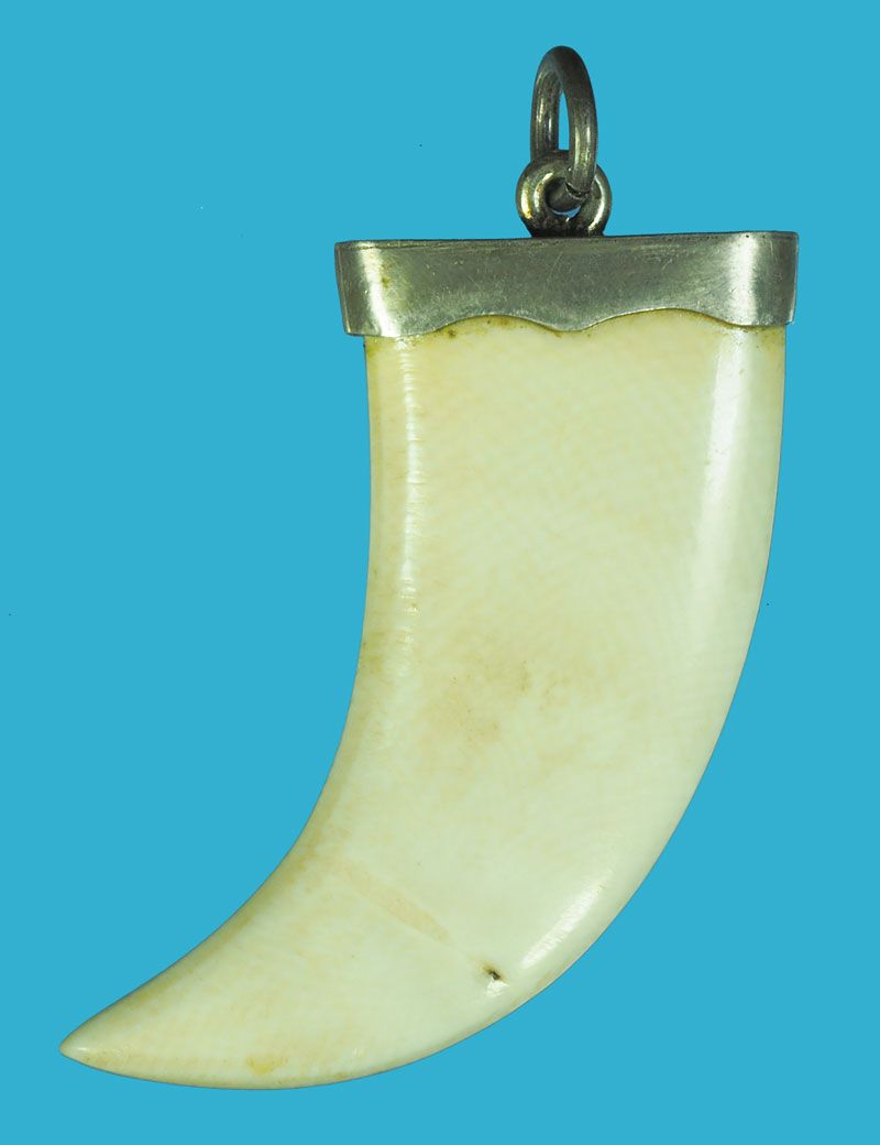 *38478 เขี้ยว เลี่ยมจับขอบเงินด้านบน เป็นเครื่องราง 12