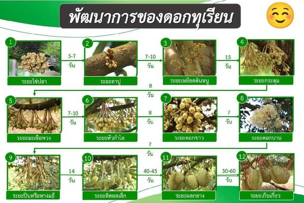worldplant สวนทุเรียน 