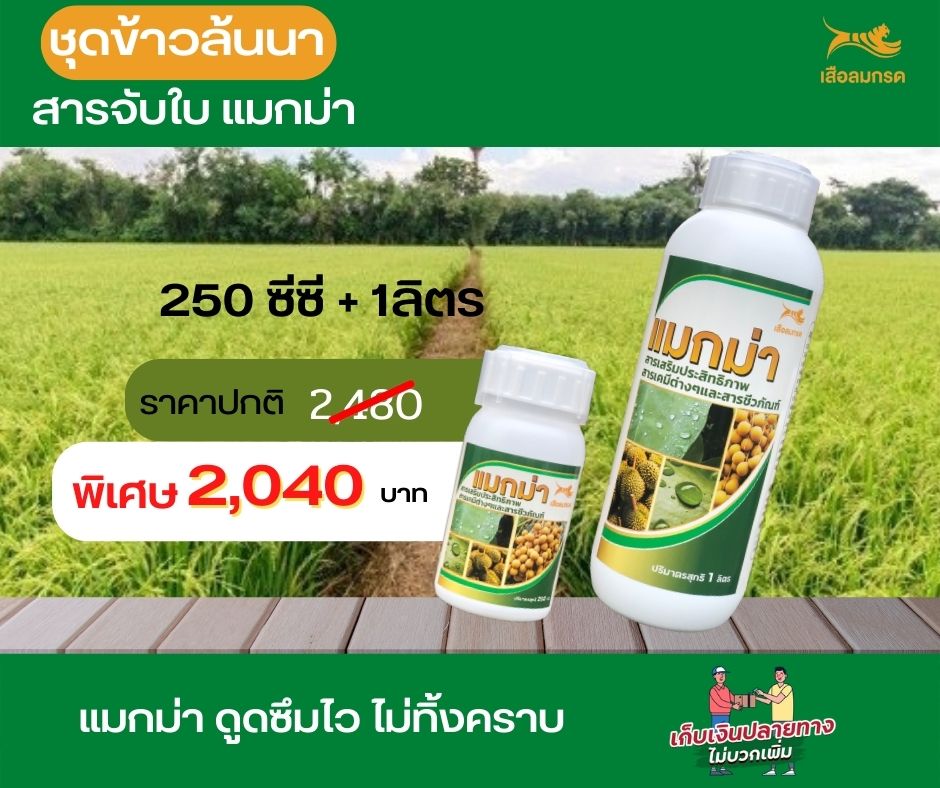 แมกม่าสารจับใบ 1 ลิตร +250 ซีซี